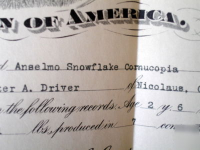 1918 holstein friesian cow registry certificate~calif