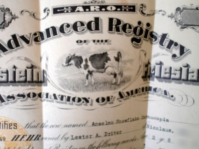 1918 holstein friesian cow registry certificate~calif
