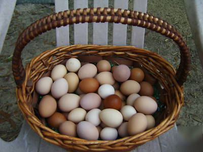 24 barnyard mix hatching eggs with marans
