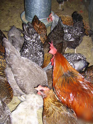 24 barnyard mix hatching eggs with marans