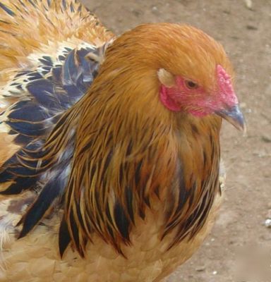 Buff brahma chicken hatching eggs ~gentle giants~ 10+