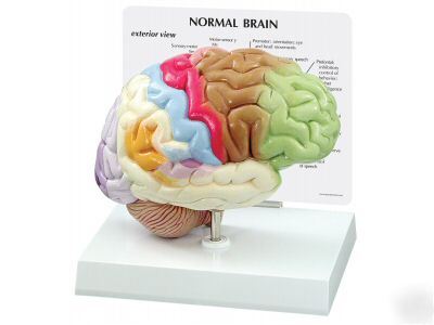 Brain half, human anatomical model #2950 free s&h *