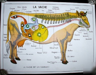 French vintage poster cow horse veterinary anatomy