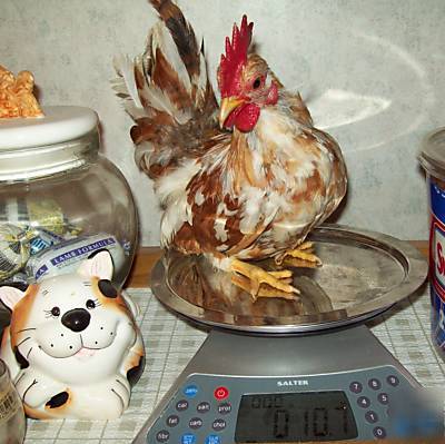 6 tiny serama bantam chicken hatching eggs show quality