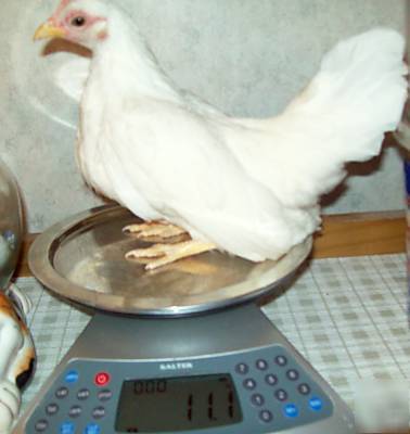 6 tiny serama bantam chicken hatching eggs show quality