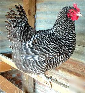 24+ barred rock standard hatching eggs br-2