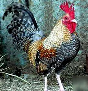 24+assorted bantam-pure breed-hatching eggs-b