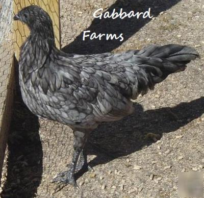 Blue sumatra chicken hatching eggs ~exotic & rare~ 16+
