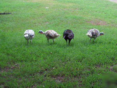 6+calico/sweetgrass + bourbon red hatching turkey eggs