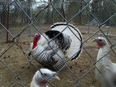 6+calico/sweetgrass + bourbon red hatching turkey eggs