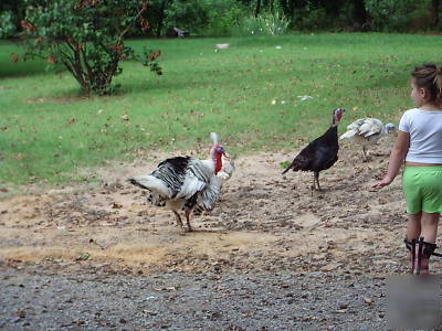 6+calico/sweetgrass + bourbon red hatching turkey eggs