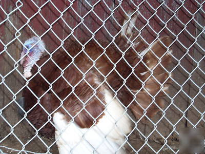 6+calico/sweetgrass + bourbon red hatching turkey eggs
