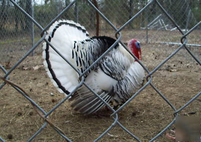 6+calico/sweetgrass + bourbon red hatching turkey eggs