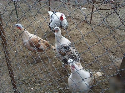 6+calico/sweetgrass + bourbon red hatching turkey eggs