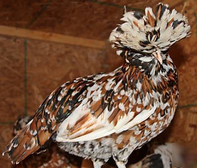 Polish tolbunt frizzled standard hatching eggs 