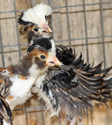 Polish tolbunt frizzled standard hatching eggs 