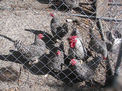 12 dominiques bantam hatching eggs incubator