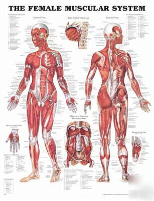 Female muscular system anatomical chart/charts/model