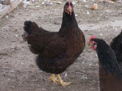 12 barnevelder hatching eggs