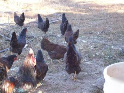 12 barnevelder hatching eggs