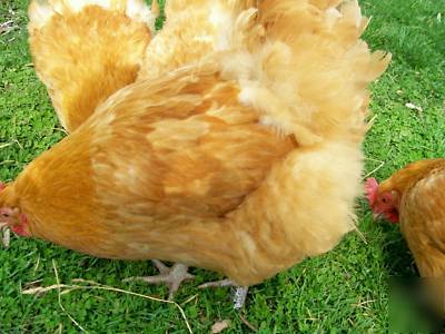 (12) buff orphington chicken hatching incubator eggs