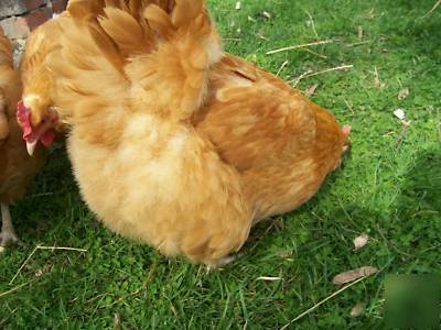 (12) buff orphington chicken hatching incubator eggs