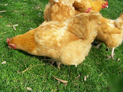 (12) buff orphington chicken hatching incubator eggs