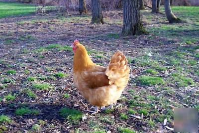 (12) buff orphington chicken hatching incubator eggs