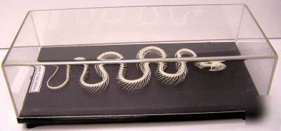 Non-poisonous snake - dinodon rufoznatum