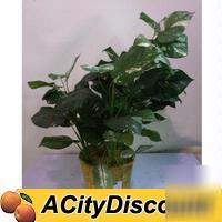 Commercial restaurant dining artifical plant used