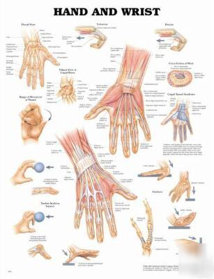 Hand and wrist anatomical anatomy chart/charts/poster