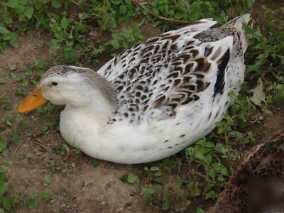 8+ rare purebred silver appleyard duck hatching eggs