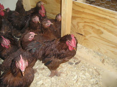 8+ red cochin bantam hatching eggs