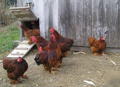 8+ red cochin bantam hatching eggs