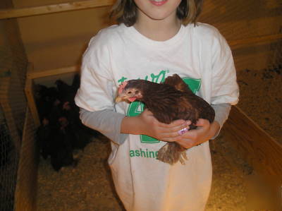 8+ red cochin bantam hatching eggs