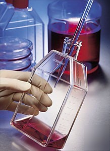 Corning cellbind 25CMÂ² rectangular cell culture flask