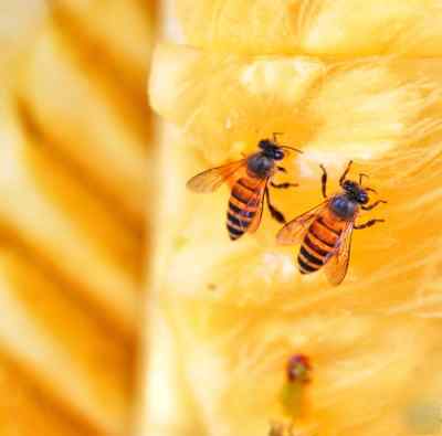 How to beginner's beekeeping guide make honey business