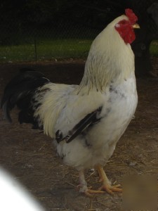 9+ large light brahma fertile chicken hatching eggs