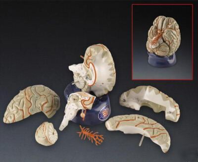 Brain deluxe 8-part anatomical model w arteries #2105 *