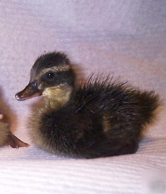 6 fertile mallard duck eggs for hatching