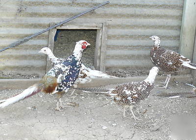 Green pied ringneck pheasant hatching eggs one dozen