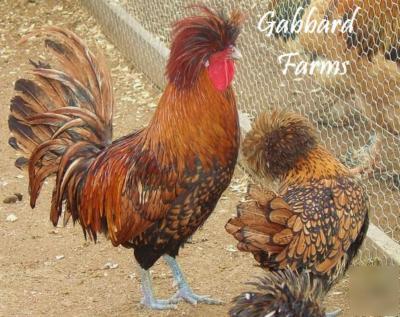 Golden polish chicken hatching eggs 10+ ~tophat~