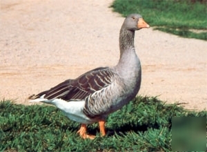 2 giant dewlap toulouse goose hatching eggs