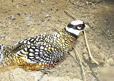 Reeves pheasant hatching eggs one dozen shipping now