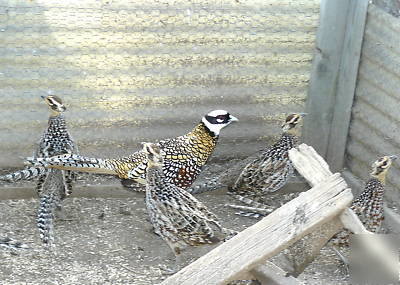 Reeves pheasant hatching eggs one dozen shipping now