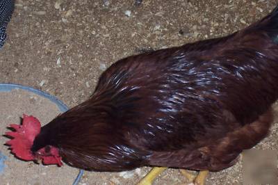 12+ mixed breed chicken eggs for hatching