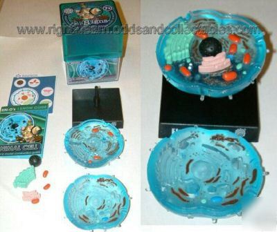 Science montessori microbiology animal cell 3D model