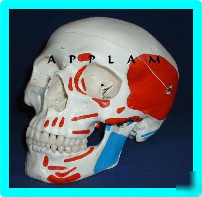 New * 3B scientific painted human skull anatomical model