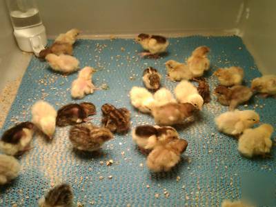 25 chinese blue breasted button quail hatching eggs tux