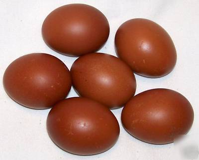 24 black copper marans hatching eggs npip ga-1150